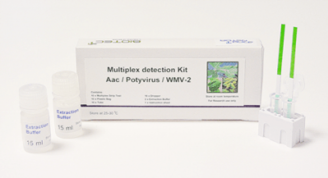 งานวิจัยชุดตรวจแบบรวดเร็วในรูปแบบimmunochromatographic strip test เพื่อตรวจวินิจฉัยเชื้อก่อโรคในพืชตระกูลแตง3ชนิดในคราวเดียวกันชื่อทางการค้า “Cucurbits-3 in 1 Easy kit”